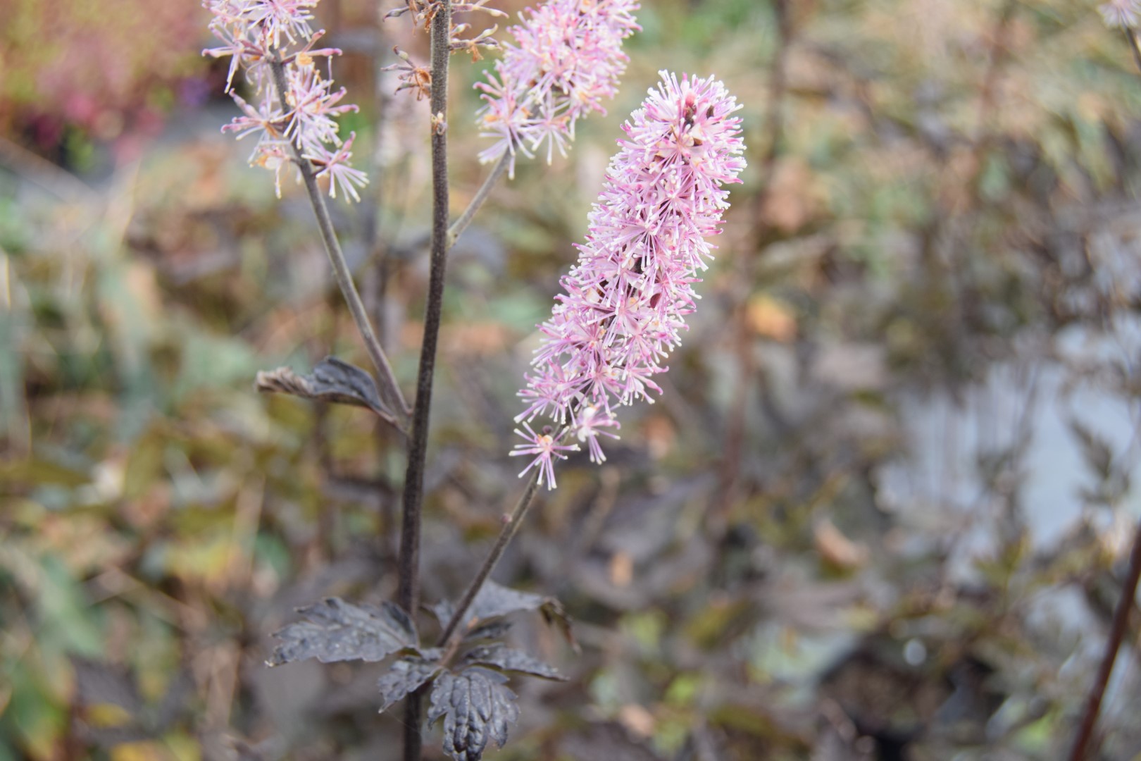 Actaea simplex Atropurpurea Group 'Brunette'